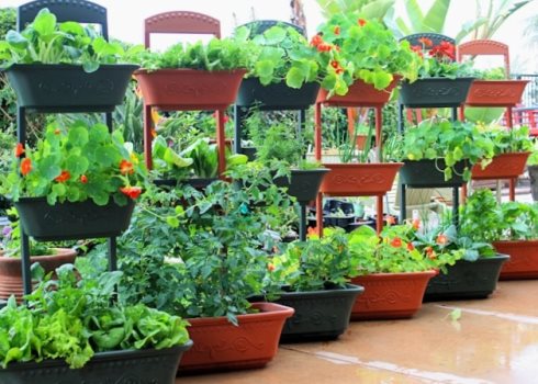 Правила посадки садовых растений в разные емкости
