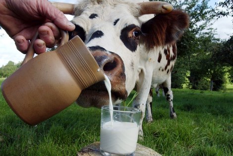 Правильный силос дает много молока