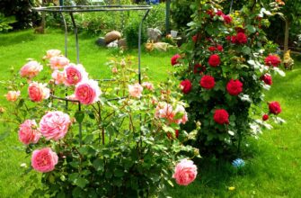 Шикарные розы в вашем саду