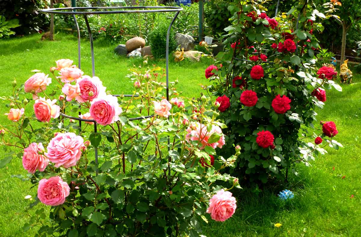 Шикарные розы в вашем саду