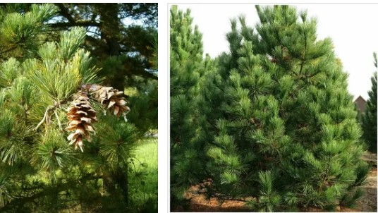 Сосна румелийская Pinus Peuce