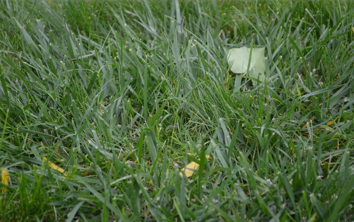 Крупнолистая трава похожа на пырей, она – жесткая.