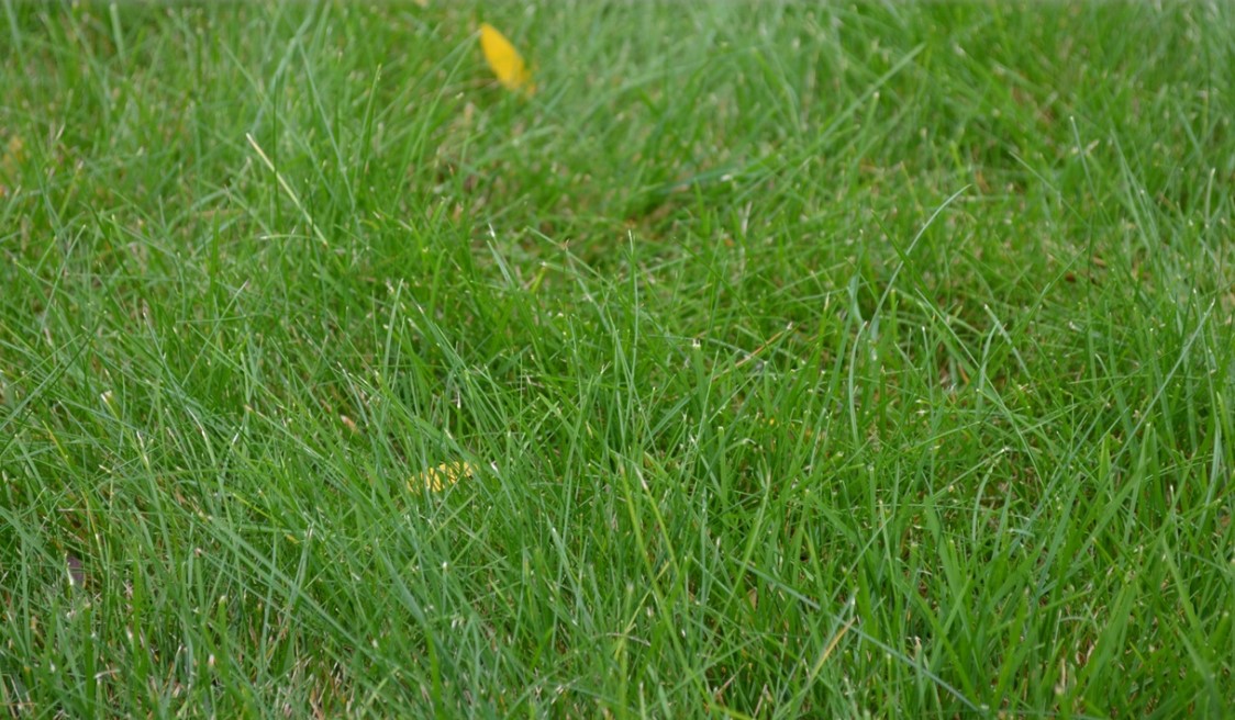 У этой травы мелкое письмо – она мягкая.