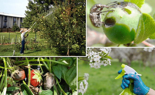 Эффективная защита сада от вредителей безопасные и экологичные методы