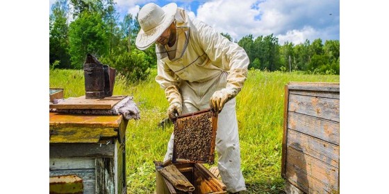 Бджолиний інвентар - все що треба знати пасічнику