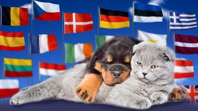 Перевозка животных по Украине и Европе