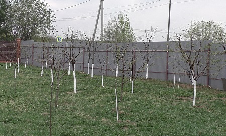 Сад в весенний период